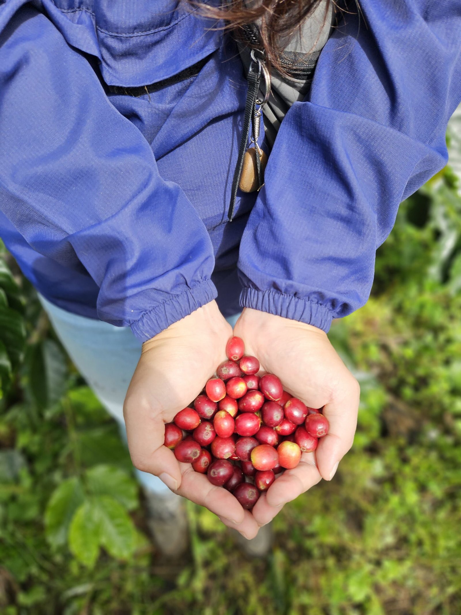 Casharpitas productores